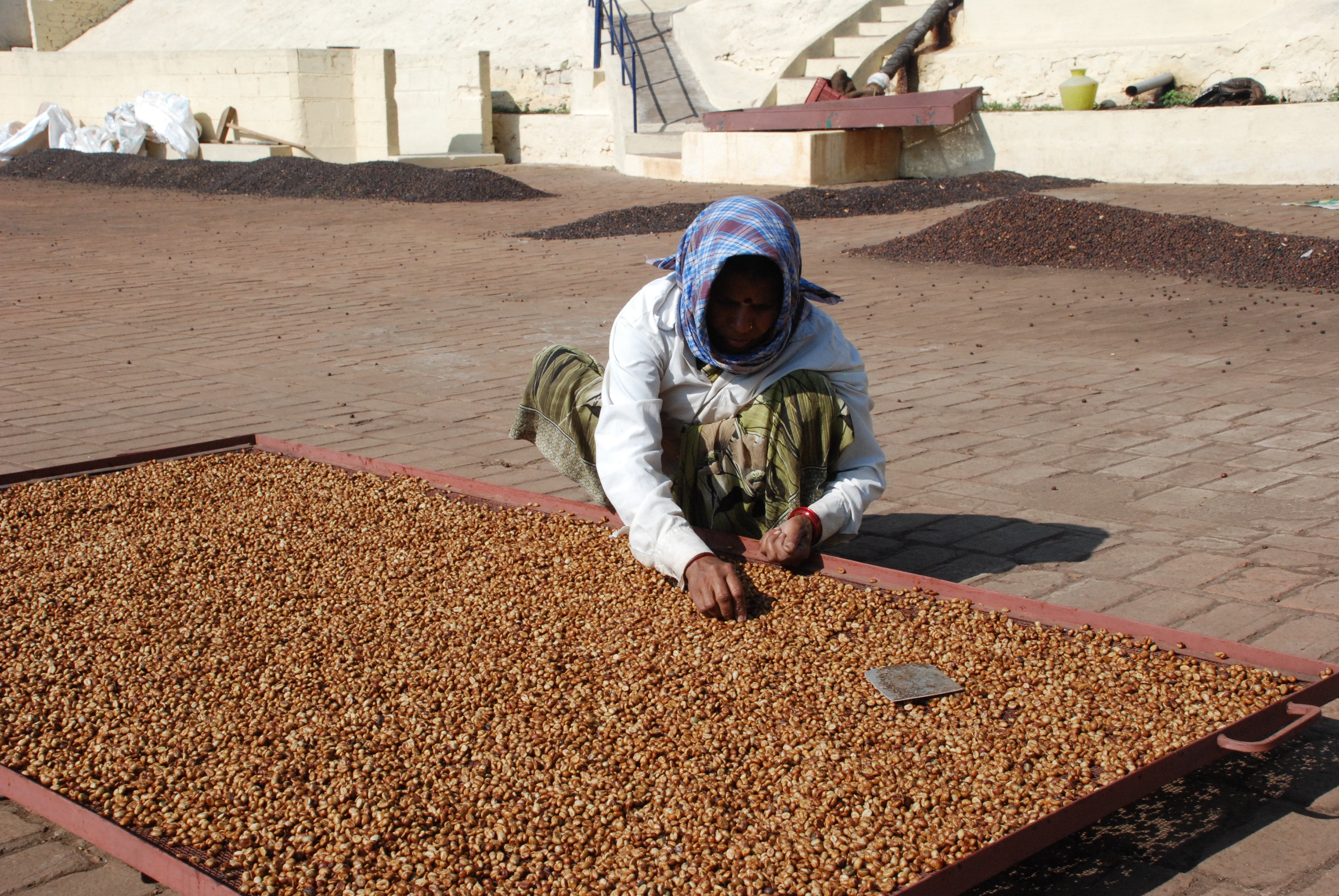 Why is the price of coffee increasing?