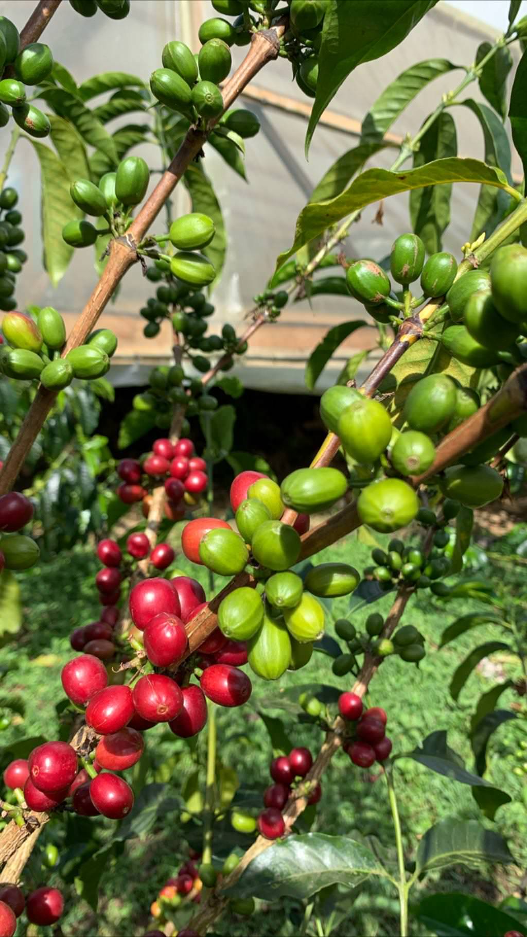 Microlot Coffee Farm