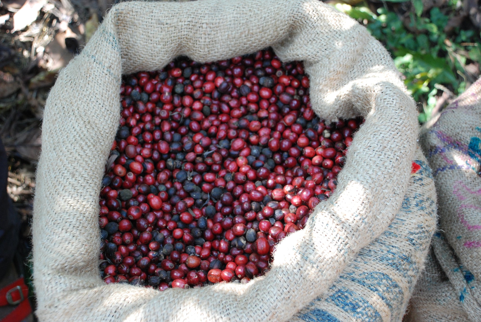 Different Types of Coffee Beans