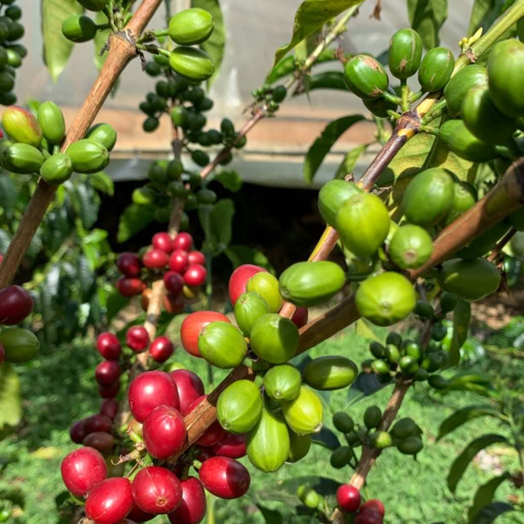 Microlot Coffee Farm