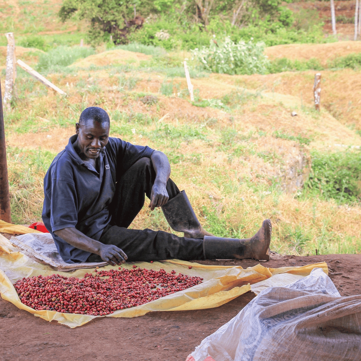 Coffee farmer at Kanamui farm sorting through ripe coffee cherries.