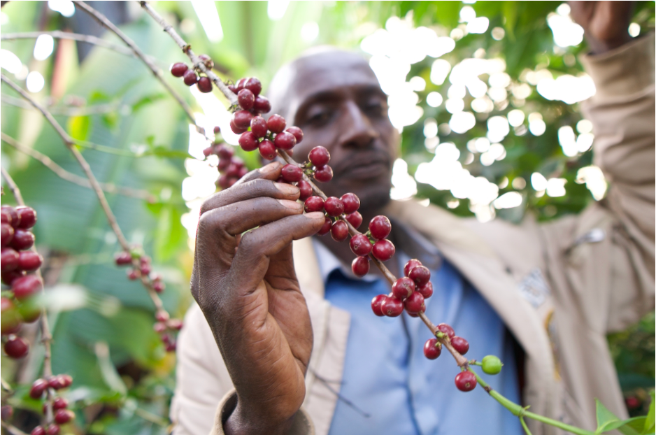 Ethiopia Shiferaw Dukale